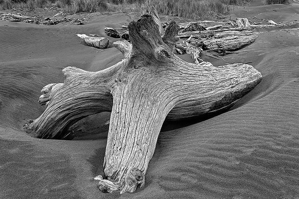Jones, Adam 아티스트의 Geometric pattern in eroded driftwood-Bandon Beach-Oregon작품입니다.
